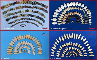 Quantitative Trait Loci for Seed Size Variation in Cucurbits – A Review